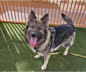 German Shepherd Dog-Unknown Mix Dogs for adoption in Las Vegas, NV, USA