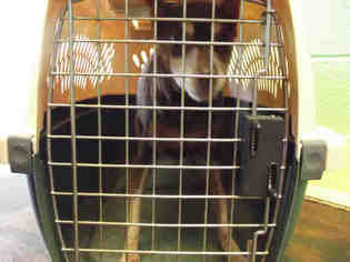 Miniature Pinscher Dogs for adoption in Murfreesboro, TN, USA
