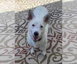 Pembroke Welsh Corgi-Unknown Mix Dogs for adoption in Tempe , AZ, USA