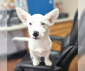 Australian Shepherd-Welsh Corgi Mix Dogs for adoption in Claremore, OK, USA