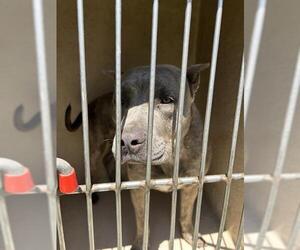 American Pit Bull Terrier-Unknown Mix Dogs for adoption in Oklahoma City, OK, USA