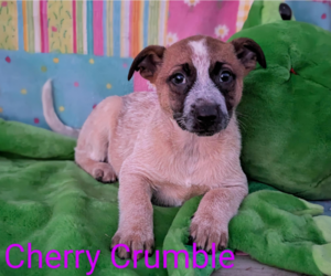 Mutt Dogs for adoption in Fresno, CA, USA