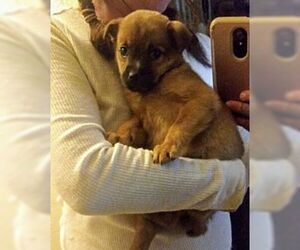 Chow Chow-Labrador Retriever Mix Dogs for adoption in Canyon Country, CA, USA