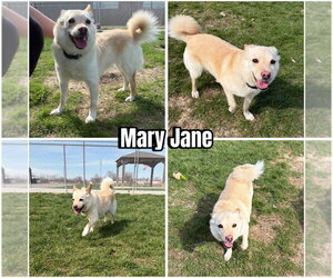 Pomsky Dogs for adoption in Pierceton , IN, USA