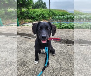 Cocker Spaniel-Retriever  Mix Dogs for adoption in Agoura Hills, CA, USA