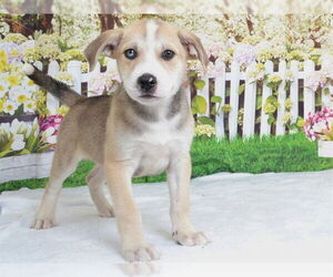 Mutt Dogs for adoption in Oroville, CA, USA