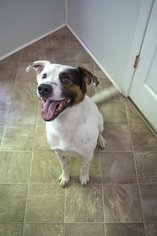 Medium Photo #1 Carolina Dog-Labrador Retriever Mix Puppy For Sale in Marble, NC, USA