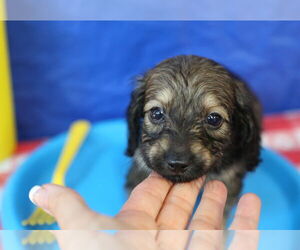 Chiweenie Dogs for adoption in Wakefield, RI, USA