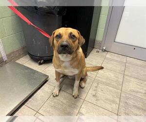 American Staffordshire Terrier-Unknown Mix Dogs for adoption in Grand Prairie, TX, USA
