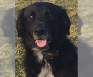 Borador Dogs for adoption in Lewisburg, WV, USA