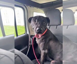 Labrador Retriever-Unknown Mix Dogs for adoption in Germantown, OH, USA