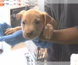 American Staffordshire Terrier-Unknown Mix Dogs for adoption in Tallahassee, FL, USA