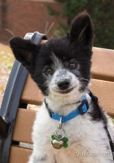 Paperanian Dogs for adoption in Alpharetta, GA, USA