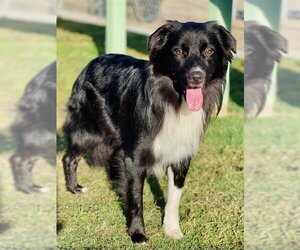 Border Collie Dogs for adoption in Bakersfield, CA, USA