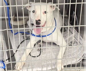 Labrador Retriever-Unknown Mix Dogs for adoption in Houston, TX, USA