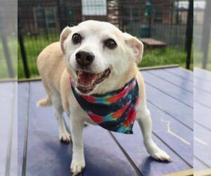 Chihuahua-Unknown Mix Dogs for adoption in San Antonio, TX, USA