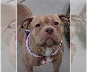 American Bulldog Dogs for adoption in Tulsa, OK, USA