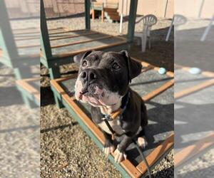 Chinese Shar-Pei-Unknown Mix Dogs for adoption in Palmetto, FL, USA