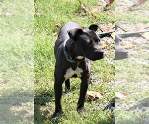American Boston Bull Terrier Dogs for adoption in Lovingston, VA, USA