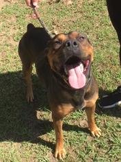 Rottweiler Dogs for adoption in Laurinburg, NC, USA