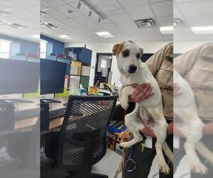 Mutt Dogs for adoption in Temple, TX, USA