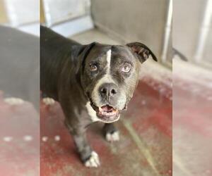 American Pit Bull Terrier Dogs for adoption in Redlands, CA, USA