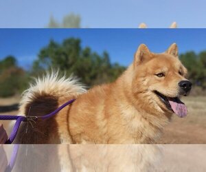 Chow Chow Dogs for adoption in Charlotte, NC, USA