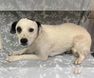 Chihuahua-Unknown Mix Dogs for adoption in HESPERIA, CA, USA