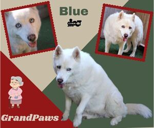 American Eskimo Dog-Unknown Mix Dogs for adoption in Lindsay, CA, USA