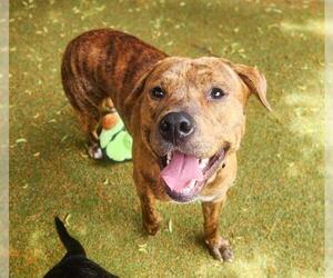 Mutt Dogs for adoption in Minneapolis, MN, USA