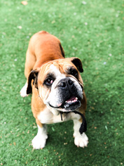 Bulldog Dogs for adoption in Guthrie, OK, USA