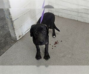 Labrador Retriever-Unknown Mix Dogs for adoption in San Bernardino, CA, USA