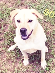 Boxador Dogs for adoption in Sautee Nacoochee, GA, USA