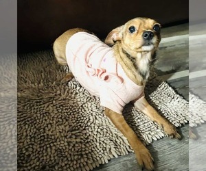 Rat-Cha Dogs for adoption in Princeton, MN, USA