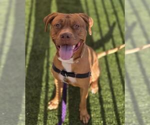 American Pit Bull Terrier-Unknown Mix Dogs for adoption in Las Vegas, NV, USA