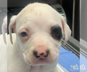 Labrador Retriever-Unknown Mix Dogs for adoption in Washington, DC, USA