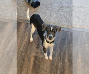 Chihuahua-Unknown Mix Dogs for adoption in Minneapolis, MN, USA