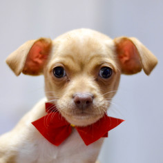 Medium Photo #1 Miniature Pinscher-Unknown Mix Puppy For Sale in San Francisco, CA, USA