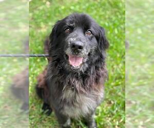 Labradinger Dogs for adoption in Princeton, MN, USA
