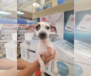 Chihuahua-Unknown Mix Dogs for adoption in Pipe Creek, TX, USA