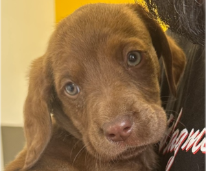 Labrador Retriever Dogs for adoption in Studio City, CA, USA