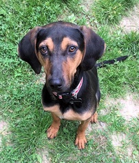 Medium Photo #1 Coonhound-Unknown Mix Puppy For Sale in Manchester, MO, USA