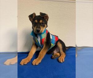German Shepherd Dog-Unknown Mix Dogs for adoption in HESPERIA, CA, USA