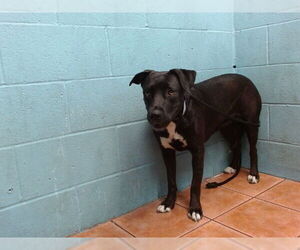 Labrador Retriever-Unknown Mix Dogs for adoption in Downey, CA, USA