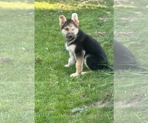 German Shepherd Dog Dogs for adoption in St. Louis Park, MN, USA