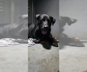 Labrador Retriever-Unknown Mix Dogs for adoption in Downey, CA, USA