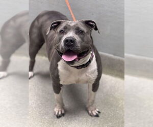 Mutt Dogs for adoption in Las Vegas, NV, USA