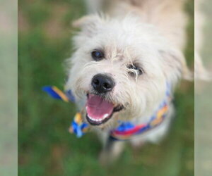 Mutt Dogs for adoption in San Antonio, TX, USA