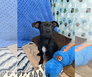 Pug-Unknown Mix Dogs for adoption in Chico, CA, USA