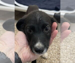 Collie-Unknown Mix Dogs for adoption in Hilton Head, SC, USA